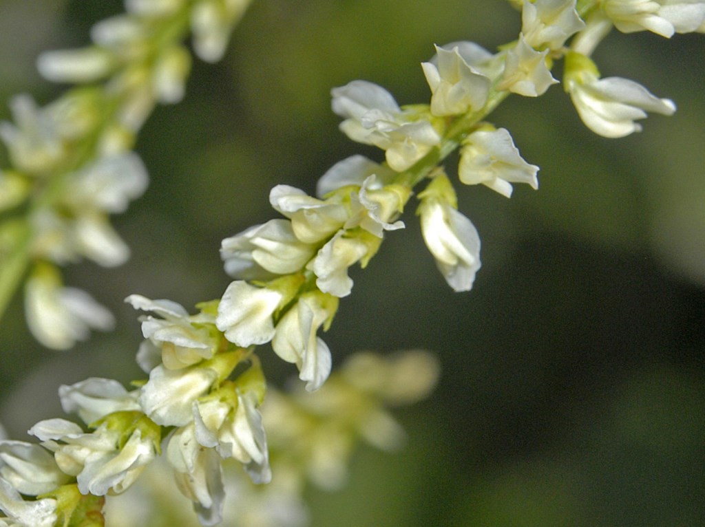 Trigonella alba (=Melilotus albus)